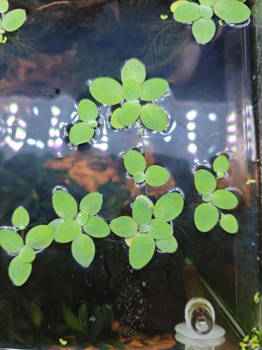 Plantas flutuantes