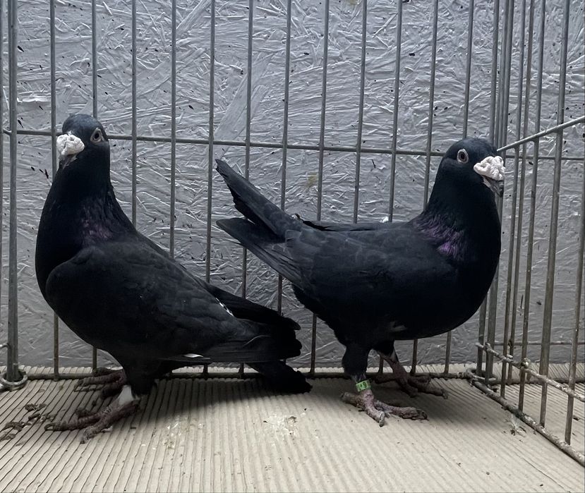 Pocztowy staropolski 3 pary