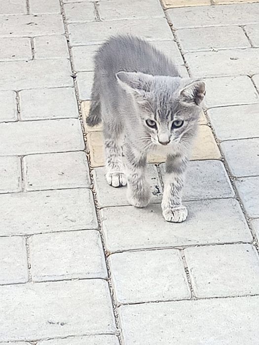 Отдам бесплатно котят