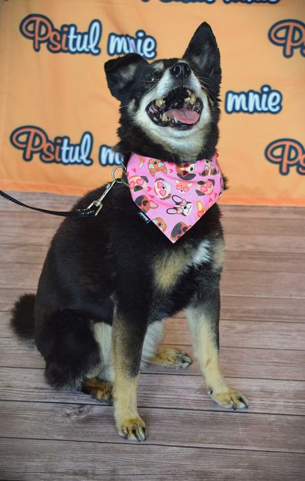 Od 2011 roku czeka na dom w schronisku