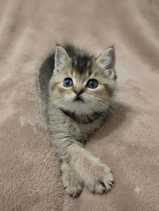 Кошенята шотландські срібляста шиншила