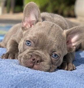 Мальчик в окрасе изабелла . Французский бульдог