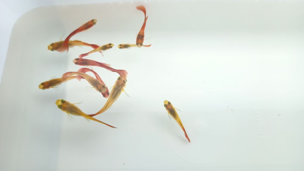 Lindos Guppy Red Blonde puros