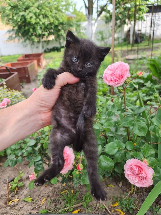 Віддам кошенят в добрі руки