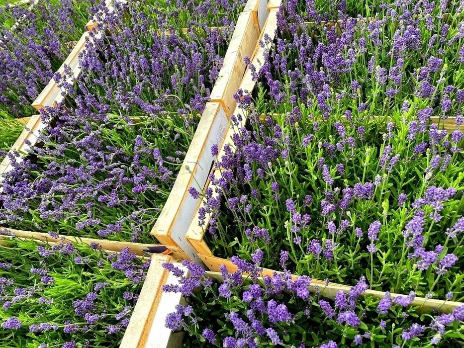 Lawenda Hidcote Blue Mrozoodporna Pachnąca na komary