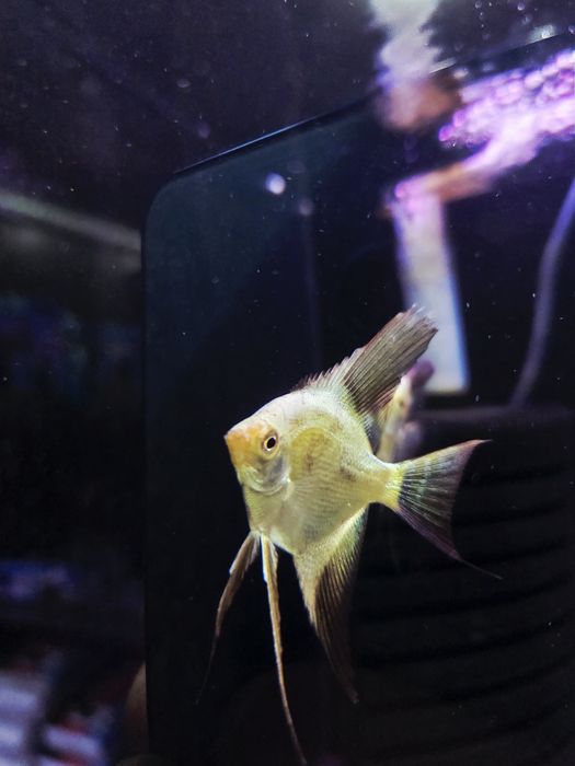 Skalar bulgarian green