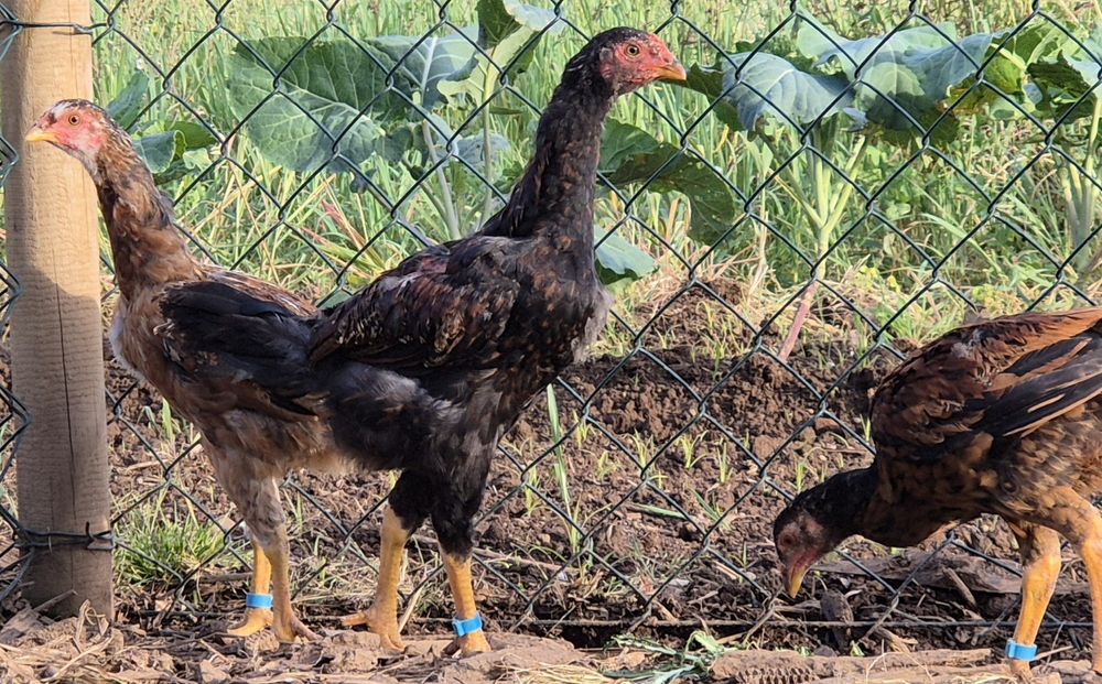 Indíos gigante para venda