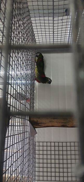 Aves Passaros Casal de Araras Nobilis