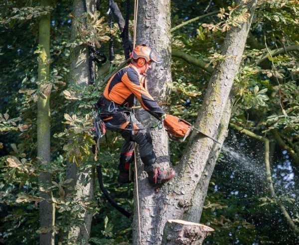спил деревьев, вывоз веток, планировка участка, корчевка