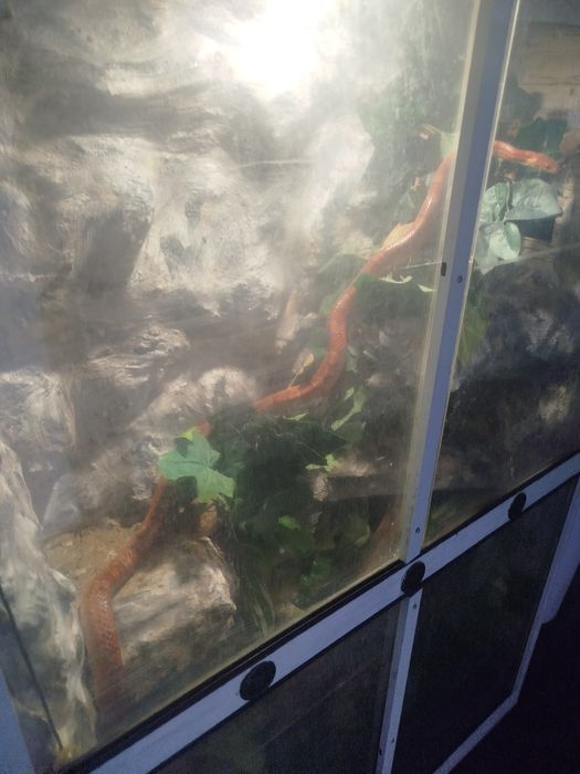 Sprzedam węża zbożowego