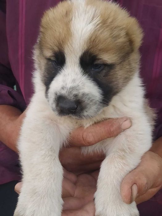 Продам  Щенки Алабая