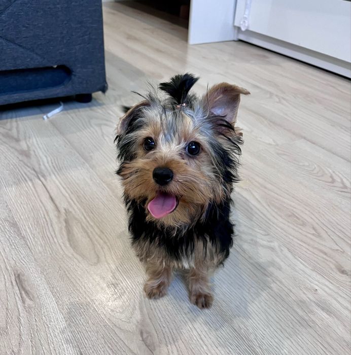 York, Yorkshite Terrier