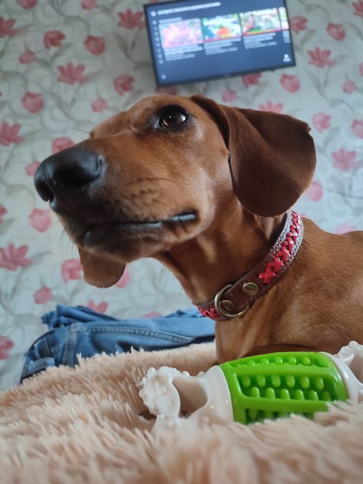 Хлопчик в пошуках нареченої