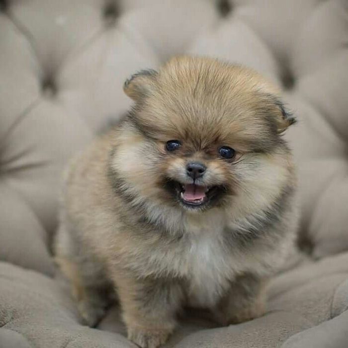 Sptiz anao menina qualidade