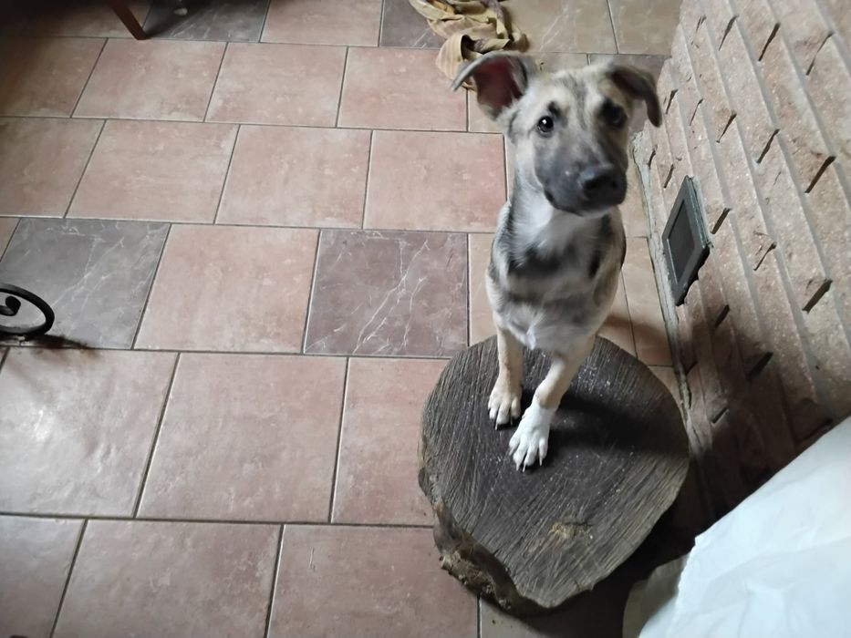 Щенки Метисы Бордера