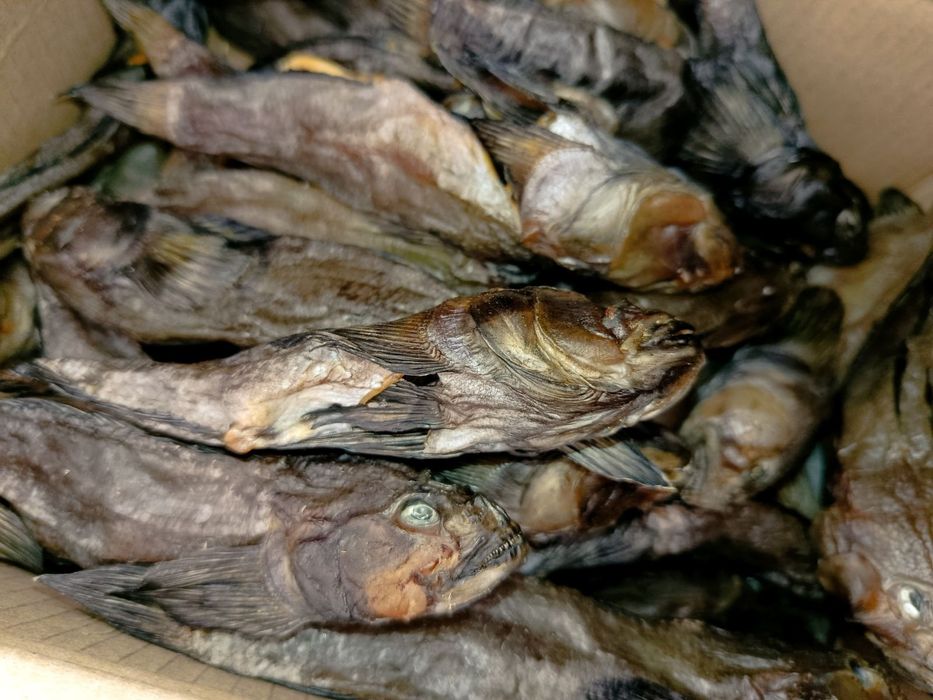 Бичок балтійський