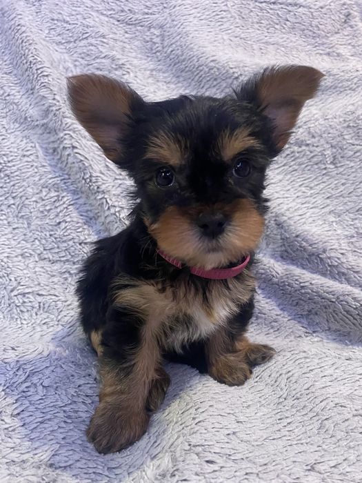 Yorkshire Terrier Dziewczynka