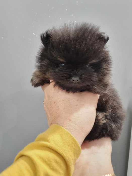 Piesek pomeranian szpic miniaturowy  orange black