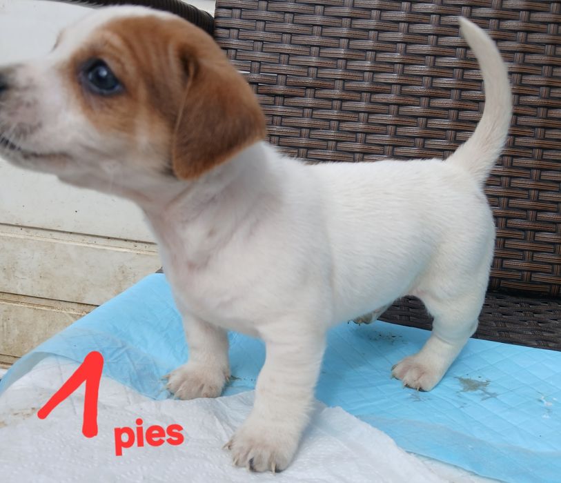 JACK RUssell Terrier