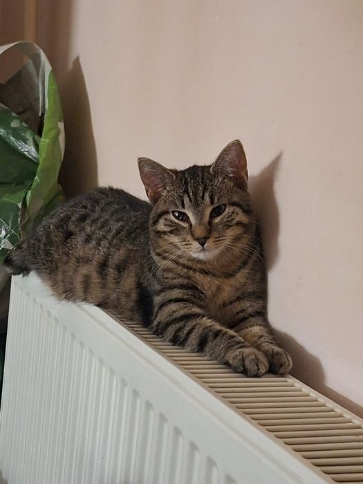 Oddam kotke w dobre ręce