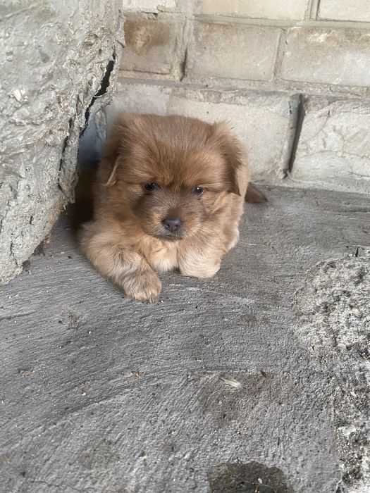 Малеча шукає дім. Віддам в добрі руки