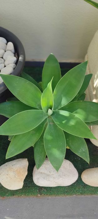 Agave dragão – Agave attenuata