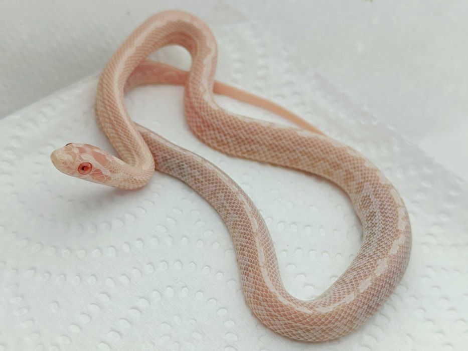 Wąż zbożowy / Odmiana: Snow Tessera Redfactor (poss Super RF) ph. 66% Motley/Stripe / Samica / ID: K9