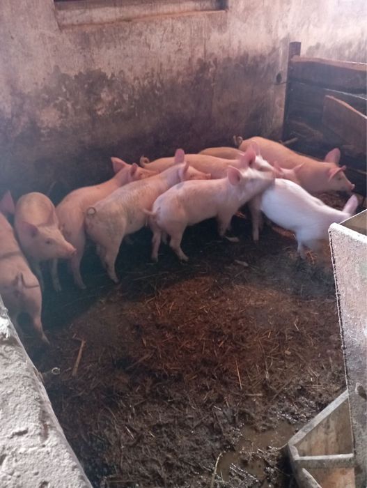 Продам поросята