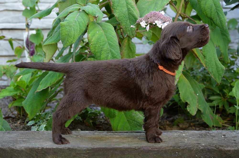 Flat Coated Retriever  suka