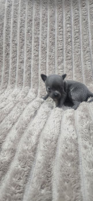 Chihuahua śliczny niebieski piesek