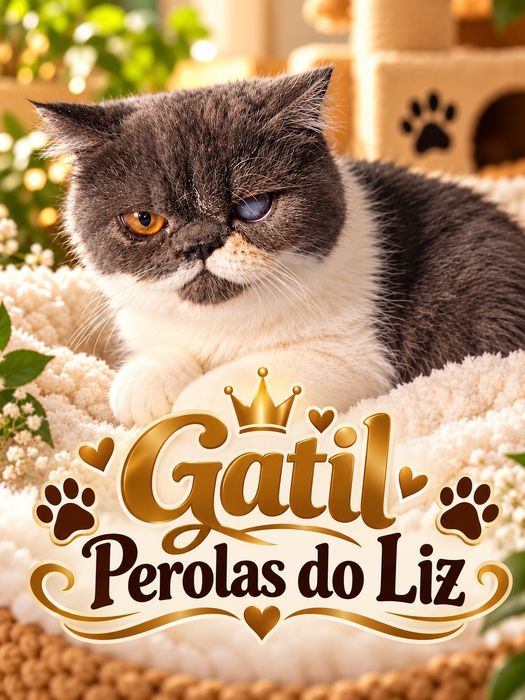 Menino persa exotico