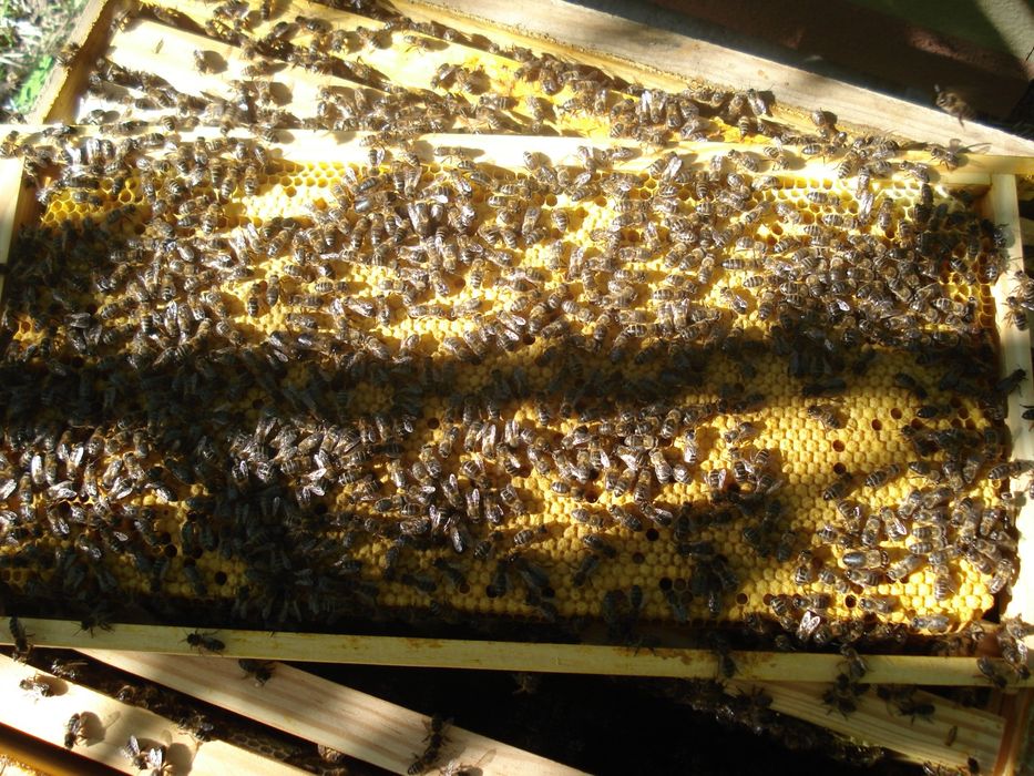 Colmeias de Abelhas
