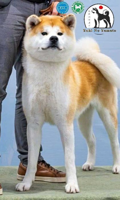 Akita Inu FCI/ZKwP