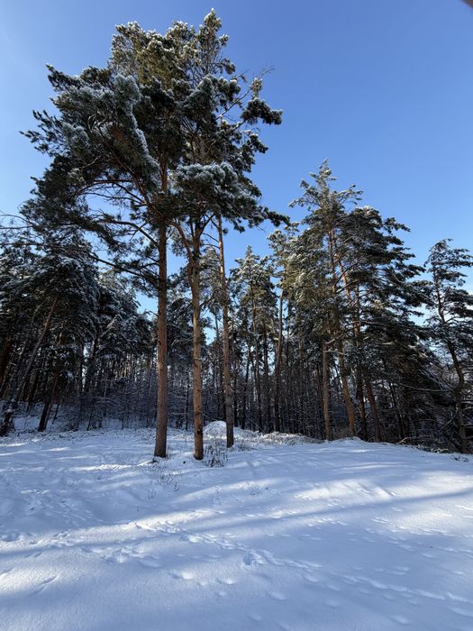 Ділянка у сосновому лісі 8-10 соток с. Ходосівка Новообухівська траса