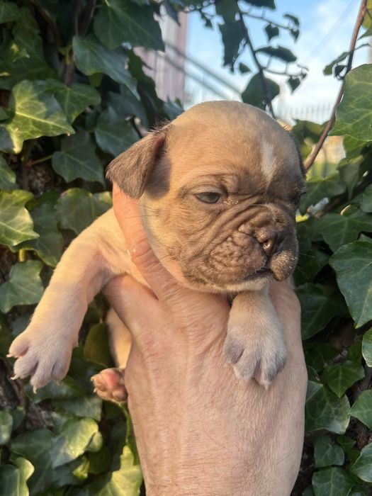 Bulldog frances Menina