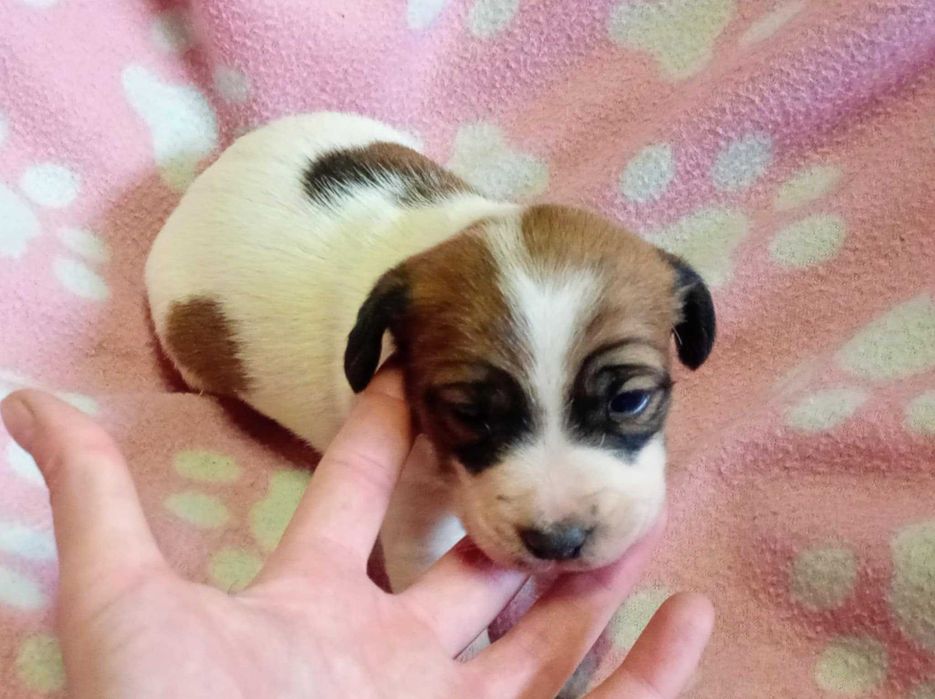 Jack Russell Terrier śliczna suczka biało- brązowa hodowla KAMA 1