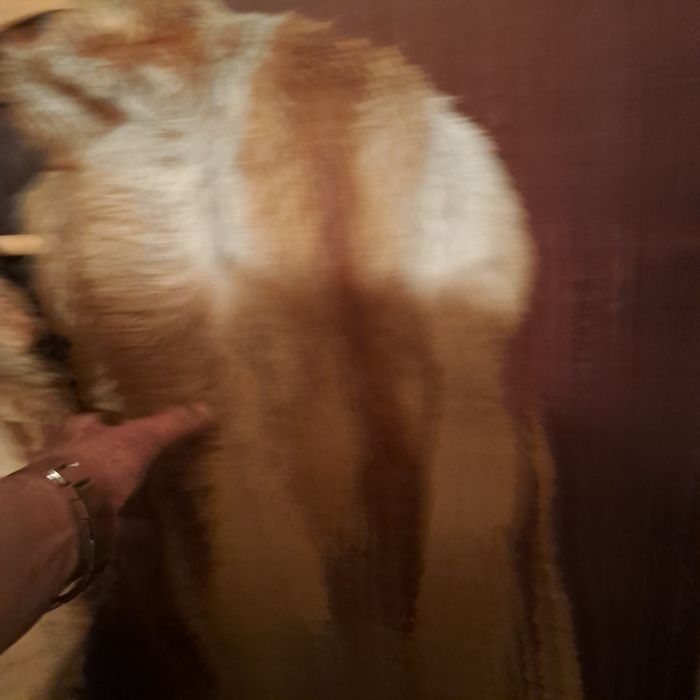 Futro naturalne z lisa