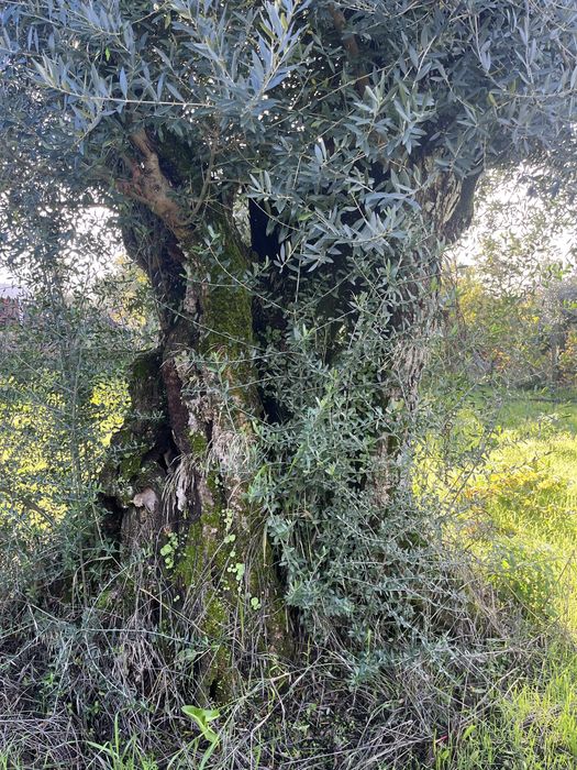 Lote de terreno super bem localizado a bom preço