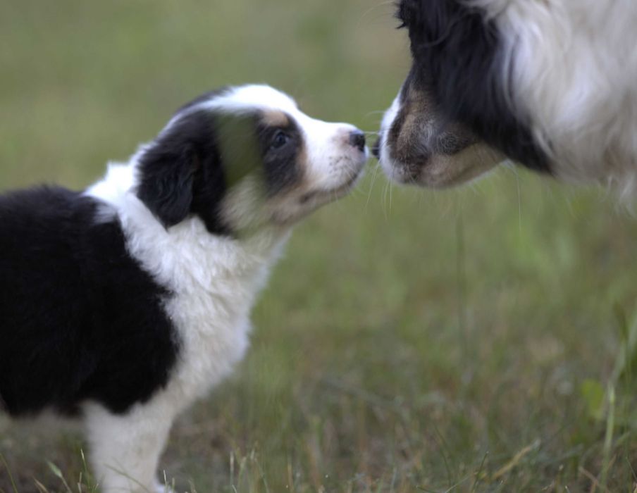 sunia tricolor border collie FCI