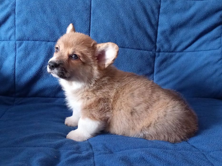 Дівчата коргі пемброк