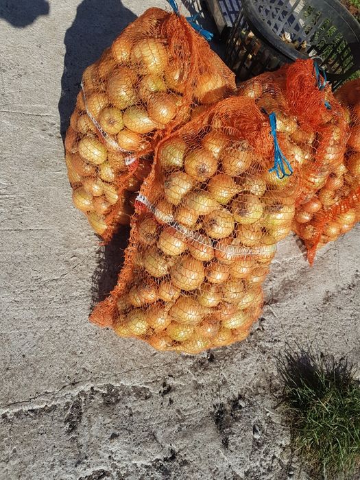 Cebula wolska ekologiczna