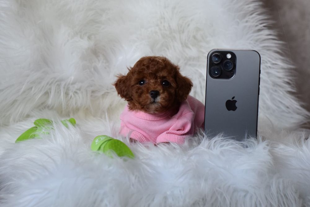 Мальтіпу самі кукляшні хлопчики та дівчатка. Ф1 Мальтипу милі