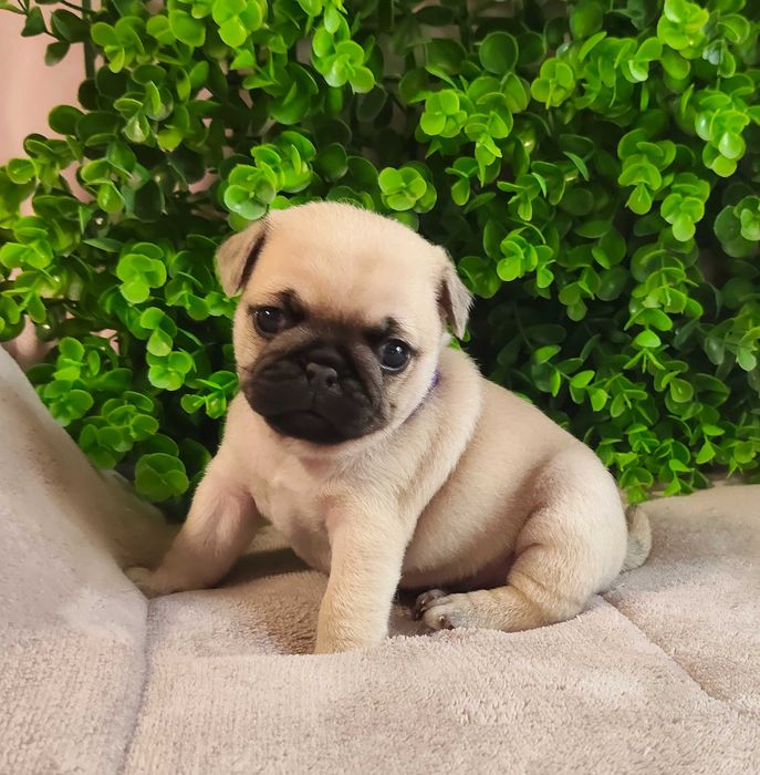 Pug Carlin menino