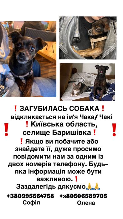 РОЗШУКУЄться собачка