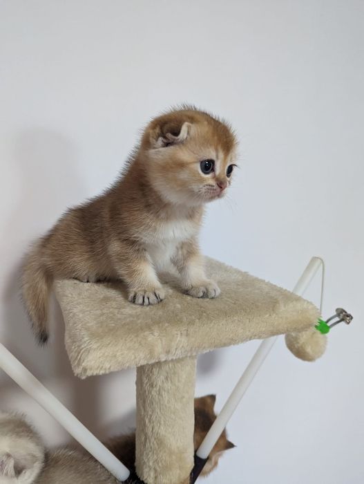 Шотландские котята  золотые шиншиллы фолдики