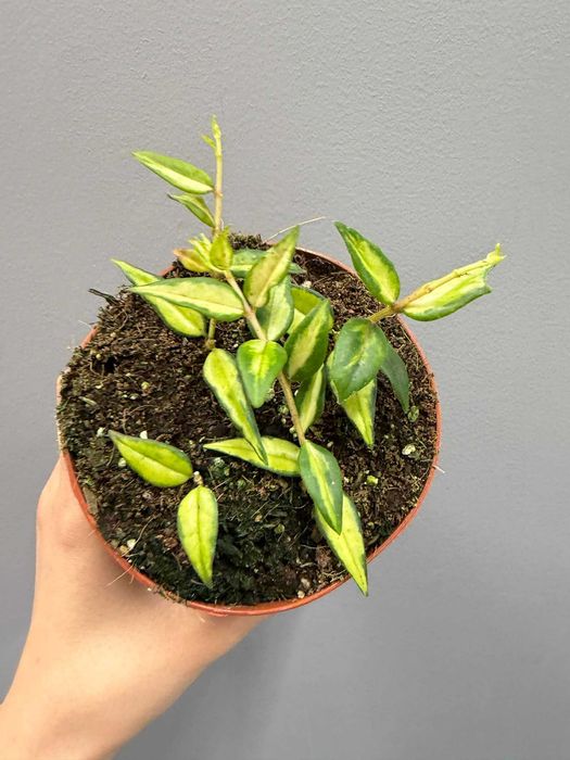 Hoya bella Variegata