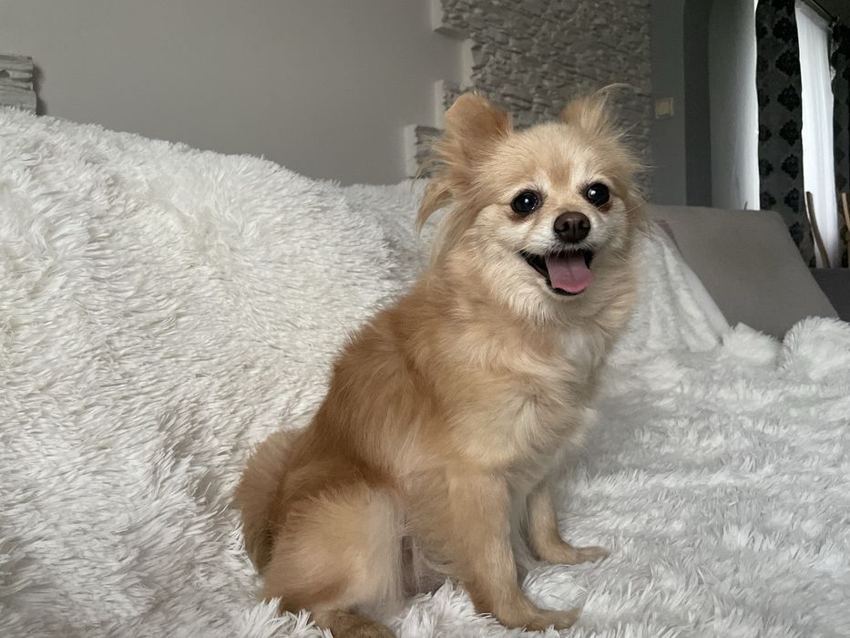 Pomeranianka suczka 4 lata