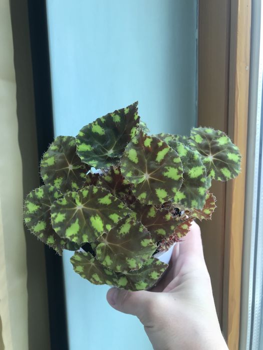 Бегонія тигрова міні