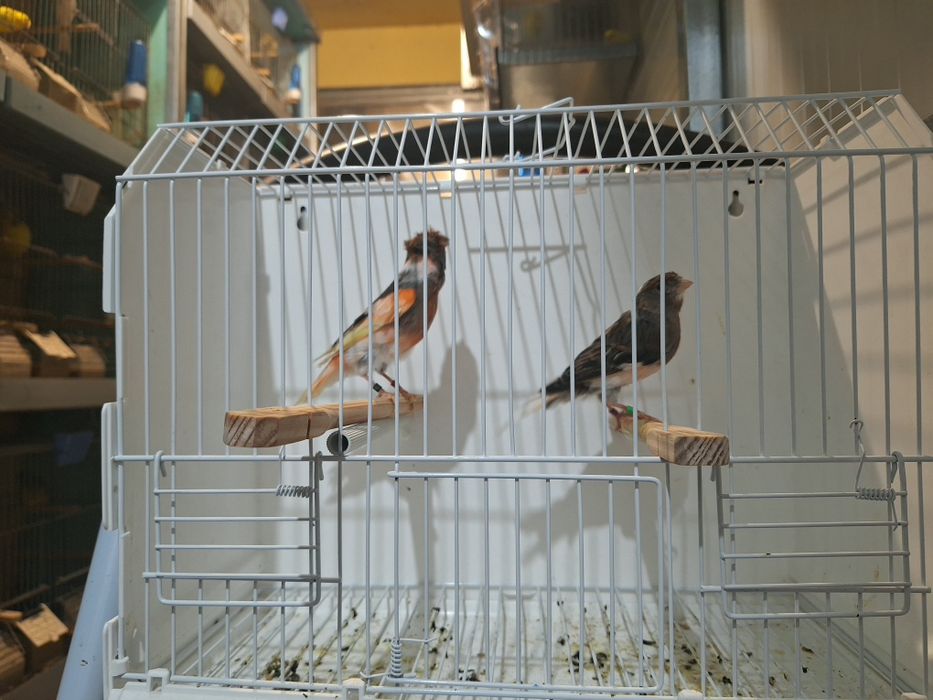 Canario alecrim portugues