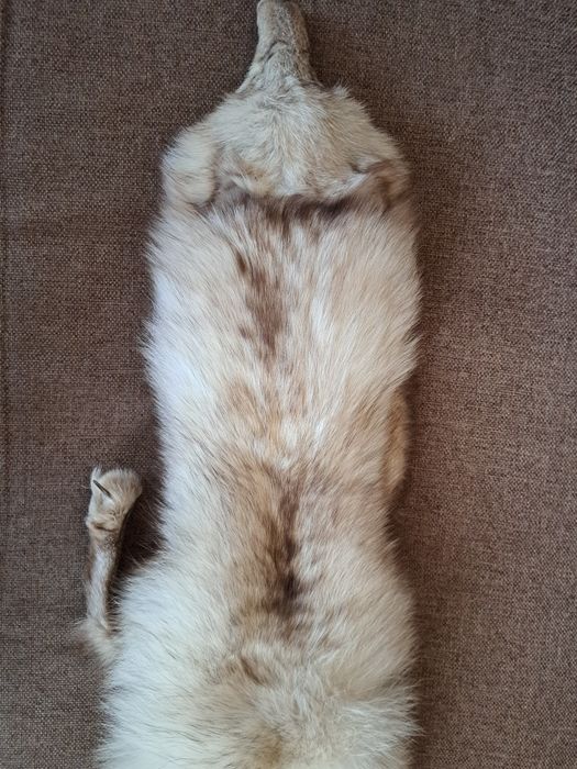 Комір. Хутро песця.